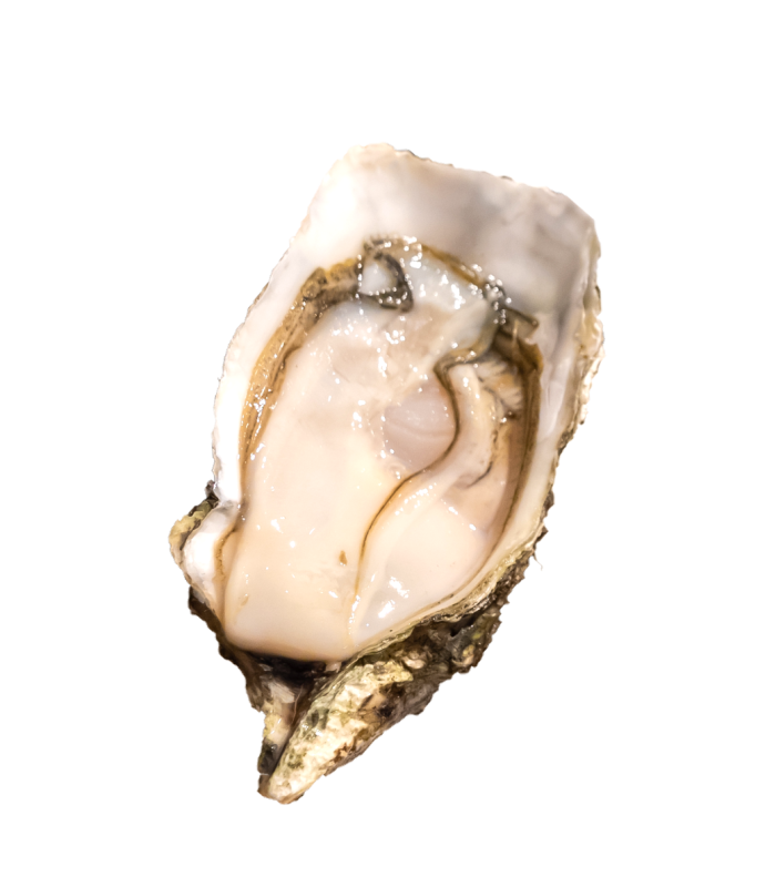 oyster4
