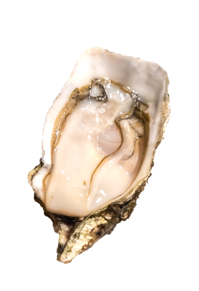 oyster4